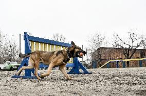 Dog training center of National Police in Zaporizhzhia