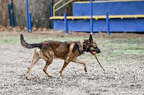 Dog training center of National Police in Zaporizhzhia