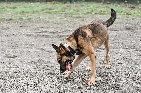 Dog training center of National Police in Zaporizhzhia