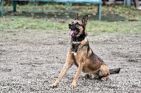 Dog training center of National Police in Zaporizhzhia