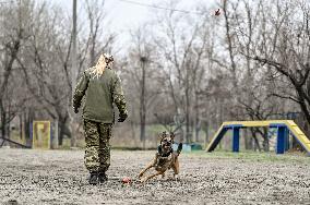 Dog training center of National Police in Zaporizhzhia