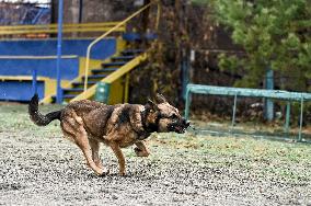 Dog training center of National Police in Zaporizhzhia