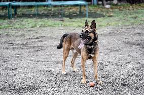 Dog training center of National Police in Zaporizhzhia