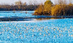 Winter Scenery - China