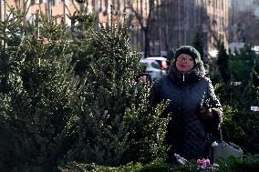 Christmas trees on sale in Kyiv