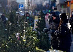 Christmas trees on sale in Kyiv