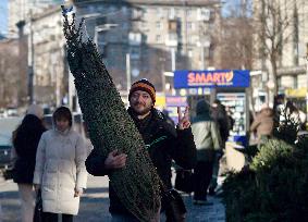 Christmas trees on sale in Kyiv