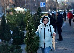 Christmas trees on sale in Kyiv