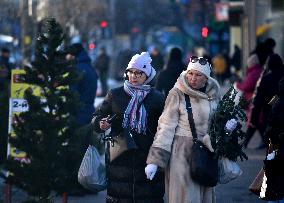 Christmas trees on sale in Kyiv