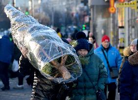 Christmas trees on sale in Kyiv