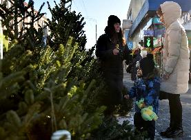 Christmas trees on sale in Kyiv