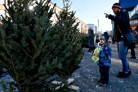 Christmas trees on sale in Kyiv