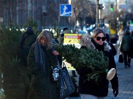 Christmas trees on sale in Kyiv