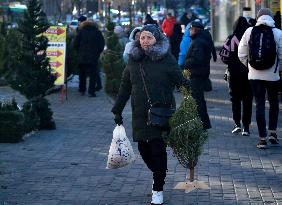 Christmas trees on sale in Kyiv