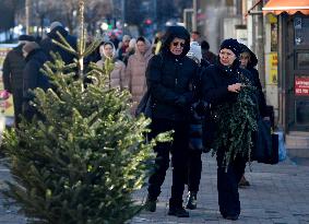 Christmas trees on sale in Kyiv