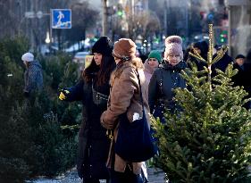 Christmas trees on sale in Kyiv