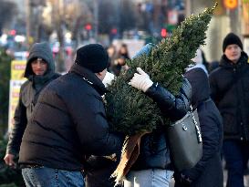 Christmas trees on sale in Kyiv