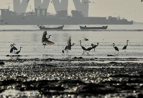 Flock Of Flamingos In Mumbai