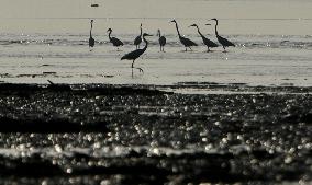 Flock Of Flamingos In Mumbai