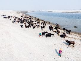 Water Buffaloes Along The Riverside In Bangladesh