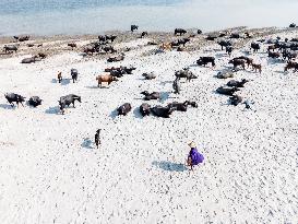 Water Buffaloes Along The Riverside In Bangladesh