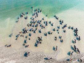 Water Buffaloes Along The Riverside In Bangladesh