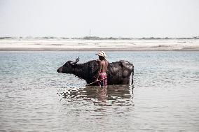 Water Buffaloes Along The Riverside In Bangladesh