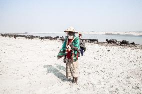 Water Buffaloes Along The Riverside In Bangladesh