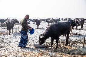 Water Buffaloes Along The Riverside In Bangladesh