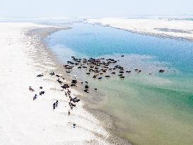 Water Buffaloes Along The Riverside In Bangladesh