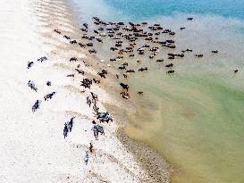 Water Buffaloes Along The Riverside In Bangladesh