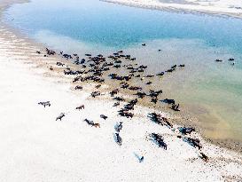 Water Buffaloes Along The Riverside In Bangladesh