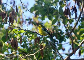 Birds In India