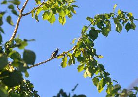 Birds In India