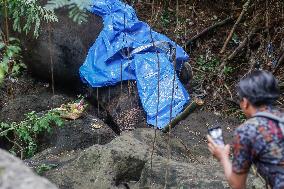 Bali Zoo's Sumatran Elephant Found Dead After Being Swept Away By River