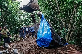 Bali Zoo's Sumatran Elephant Found Dead After Being Swept Away By River