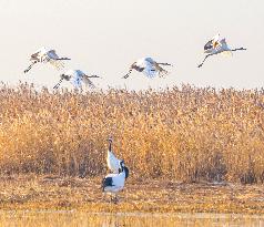 Wetland Rare Birds National Nature Reserve in Yancheng