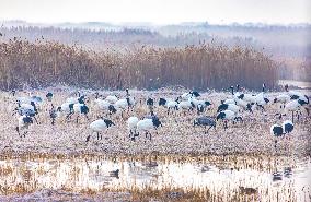 Wetland Rare Birds National Nature Reserve in Yancheng