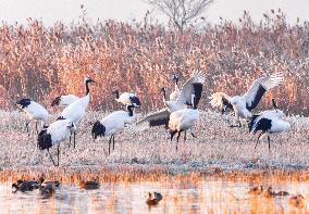 Wetland Rare Birds National Nature Reserve in Yancheng