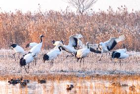 Wetland Rare Birds National Nature Reserve in Yancheng