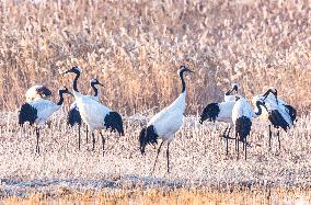 Wetland Rare Birds National Nature Reserve in Yancheng