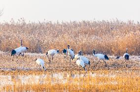 Wetland Rare Birds National Nature Reserve in Yancheng