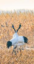 Wetland Rare Birds National Nature Reserve in Yancheng