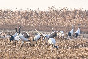 Wetland Rare Birds National Nature Reserve in Yancheng