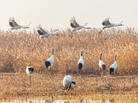 Wetland Rare Birds National Nature Reserve in Yancheng