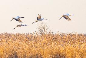 Wetland Rare Birds National Nature Reserve in Yancheng