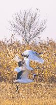 Wetland Rare Birds National Nature Reserve in Yancheng