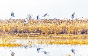 Wetland Rare Birds National Nature Reserve in Yancheng