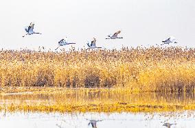 Wetland Rare Birds National Nature Reserve in Yancheng