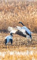 Wetland Rare Birds National Nature Reserve in Yancheng